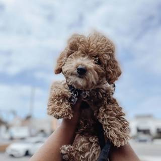 Poodle puppies wallpaper