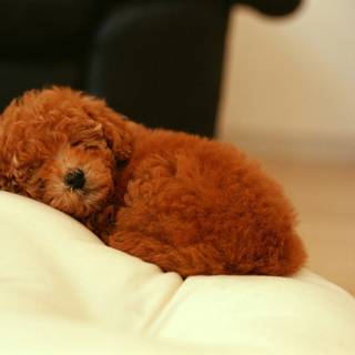 Poodle puppies wallpaper