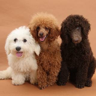 Poodle puppies wallpaper