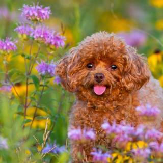 Poodle puppies wallpaper