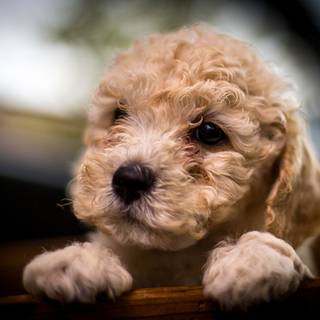Poodle puppies wallpaper
