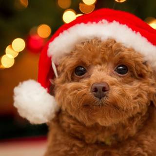 Poodle puppies wallpaper