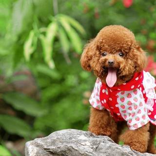 Poodle puppies wallpaper