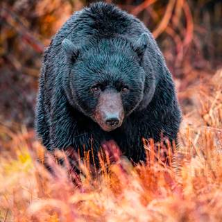 Autumn bear aesthetic wallpaper