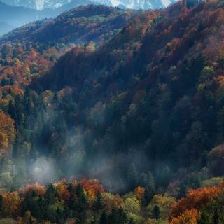 Autumn vertical 4k wallpaper