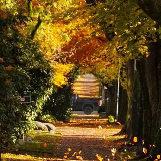 Autumn vertical 4k wallpaper