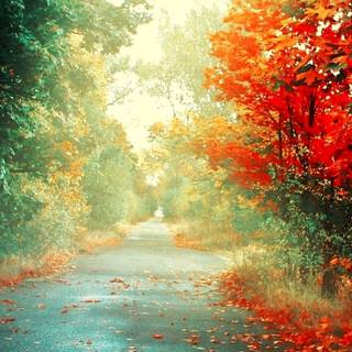 Autumn vertical 4k wallpaper