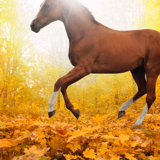 Autumn laptop preppy wallpaper