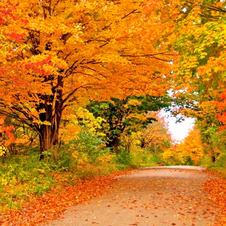 Autumn road 8k wallpaper