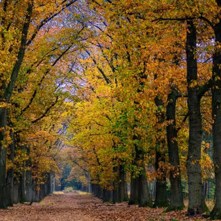 Autumn vertical 4k wallpaper