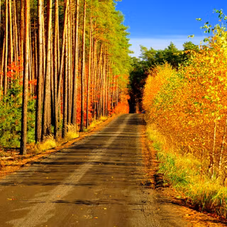 Autumn road 8k wallpaper