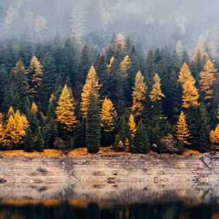 Autumn vertical 4k wallpaper