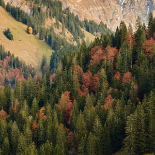 Autumn vertical 4k wallpaper