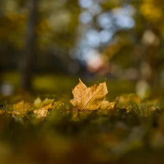 Autumn vertical 4k wallpaper