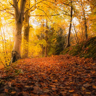 Autumn vertical 4k wallpaper