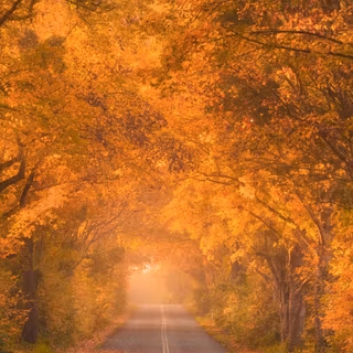 Autumn vertical 4k wallpaper