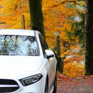 Autumn vertical 4k wallpaper