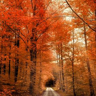 Autumn vertical 4k wallpaper