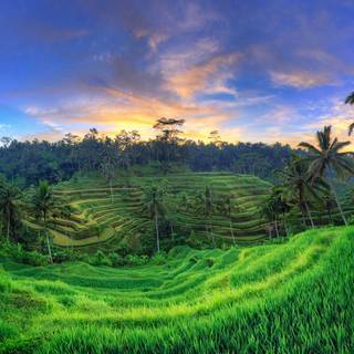 Bali Indonesia Ubud Rice Terraces wallpaper