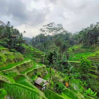 Bali Indonesia Ubud Rice Terraces wallpaper