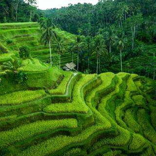 Bali Indonesia Ubud Rice Terraces wallpaper