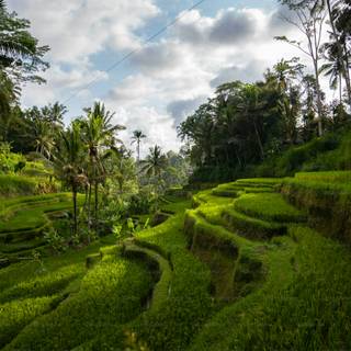 Bali Indonesia Ubud Rice Terraces wallpaper