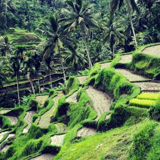 Bali Indonesia Ubud Rice Terraces wallpaper