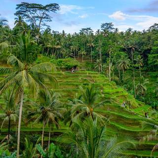 Bali Indonesia Ubud Rice Terraces wallpaper