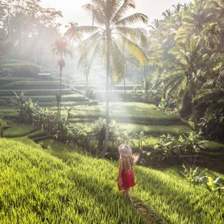 Bali Indonesia Ubud Rice Terraces wallpaper
