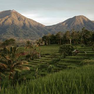 Bali Indonesia Ubud Rice Terraces wallpaper