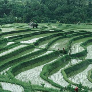 Bali Indonesia Ubud Rice Terraces wallpaper
