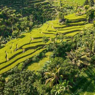 Bali Indonesia Ubud Rice Terraces wallpaper