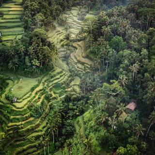 Bali Indonesia Ubud Rice Terraces wallpaper