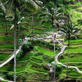 Bali Indonesia Ubud Rice Terraces wallpaper
