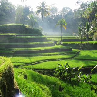 Bali Indonesia Ubud Rice Terraces wallpaper