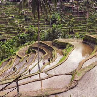 Bali Indonesia Ubud Rice Terraces wallpaper
