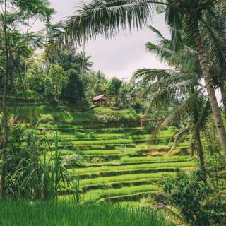 Bali Indonesia Ubud Rice Terraces wallpaper
