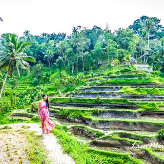 Bali Indonesia Ubud Rice Terraces wallpaper