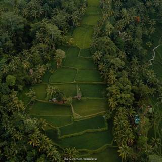 Bali Indonesia Ubud Rice Terraces wallpaper