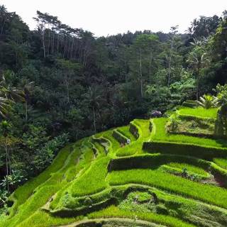 Bali Indonesia Ubud Rice Terraces wallpaper