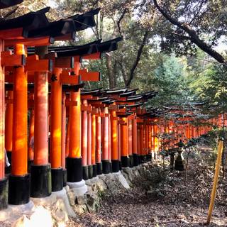 Kyoto Japan Fushimi Inari Shrine Torii Gates wallpaper