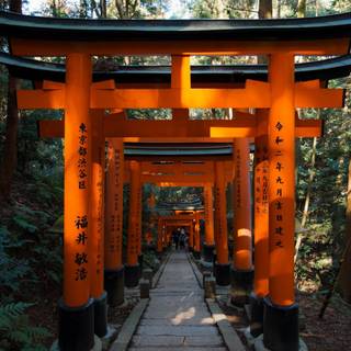 Kyoto Japan Fushimi Inari Shrine Torii Gates wallpaper