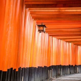 Kyoto Japan Fushimi Inari Shrine Torii Gates wallpaper