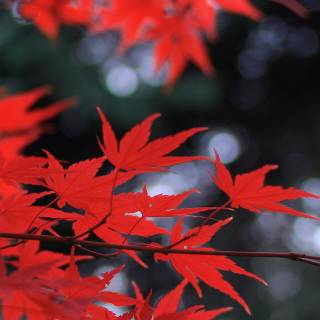 Autumn leaves iPad Pro wallpaper