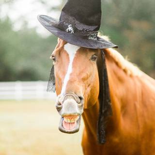 Cute Halloween horse wallpaper