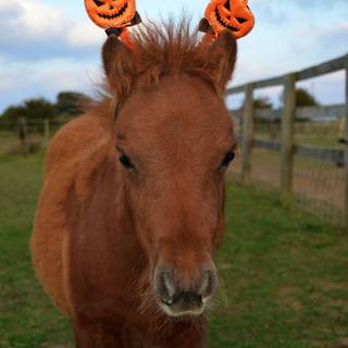 Cute Halloween horse wallpaper