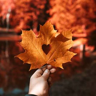 Autumn leaves iPad Pro wallpaper