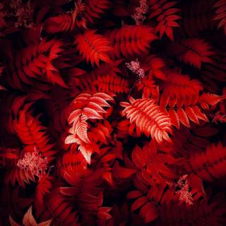 Autumn leaves iPad Pro wallpaper