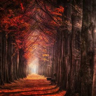 Autumn forest 1920x1080 wallpaper