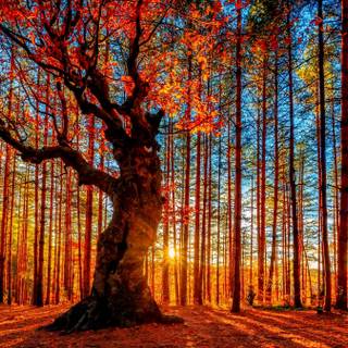 Enchanted autumn wallpaper